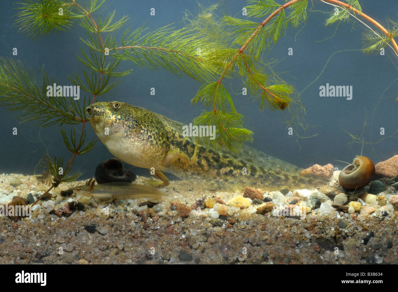 European Edible Frog (Rana esculenta),very large tadpole (8-10 cm) Stock Photo