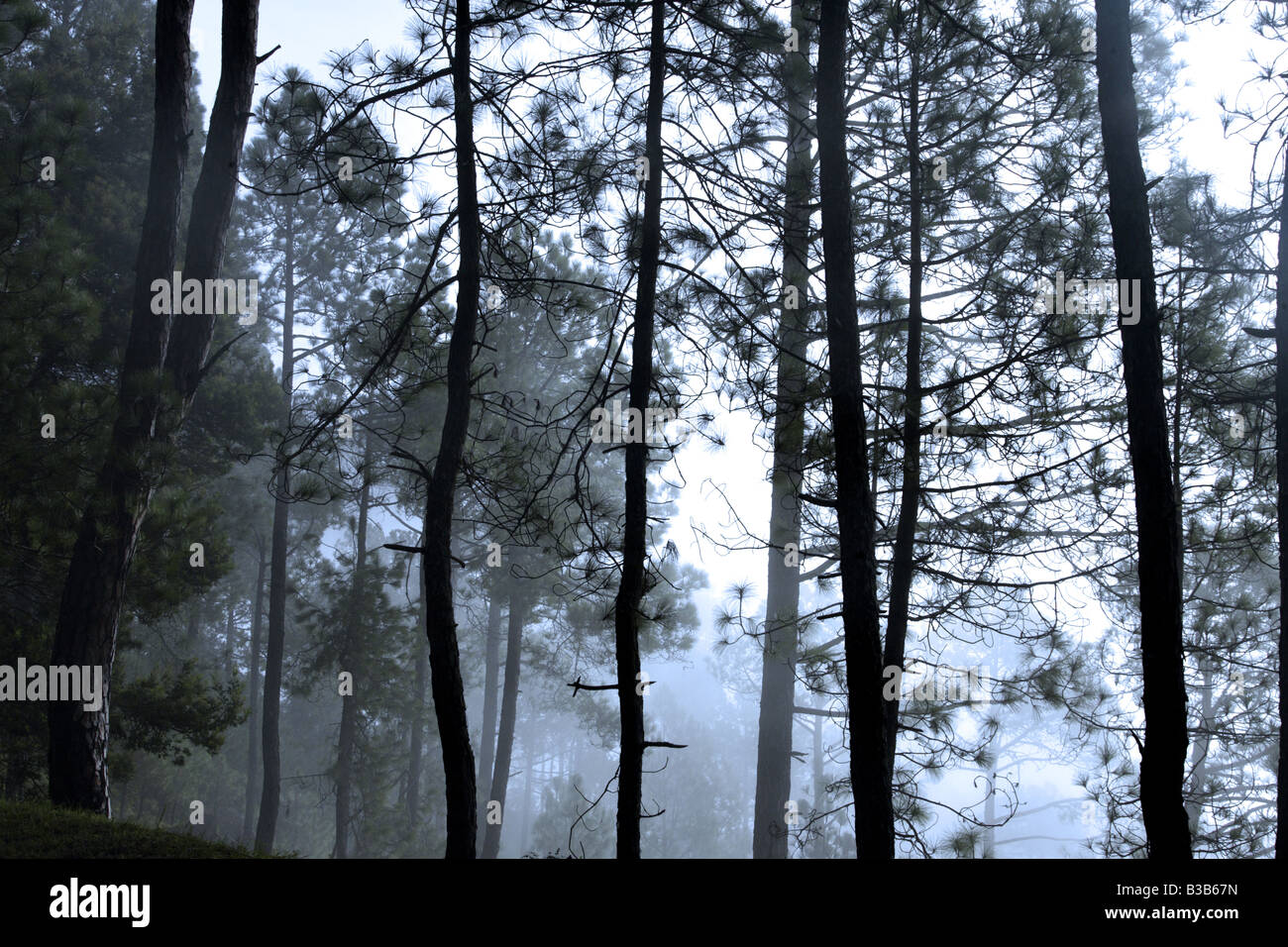 Pine trees in the fog or mist in Himalayas Stock Photo - Alamy