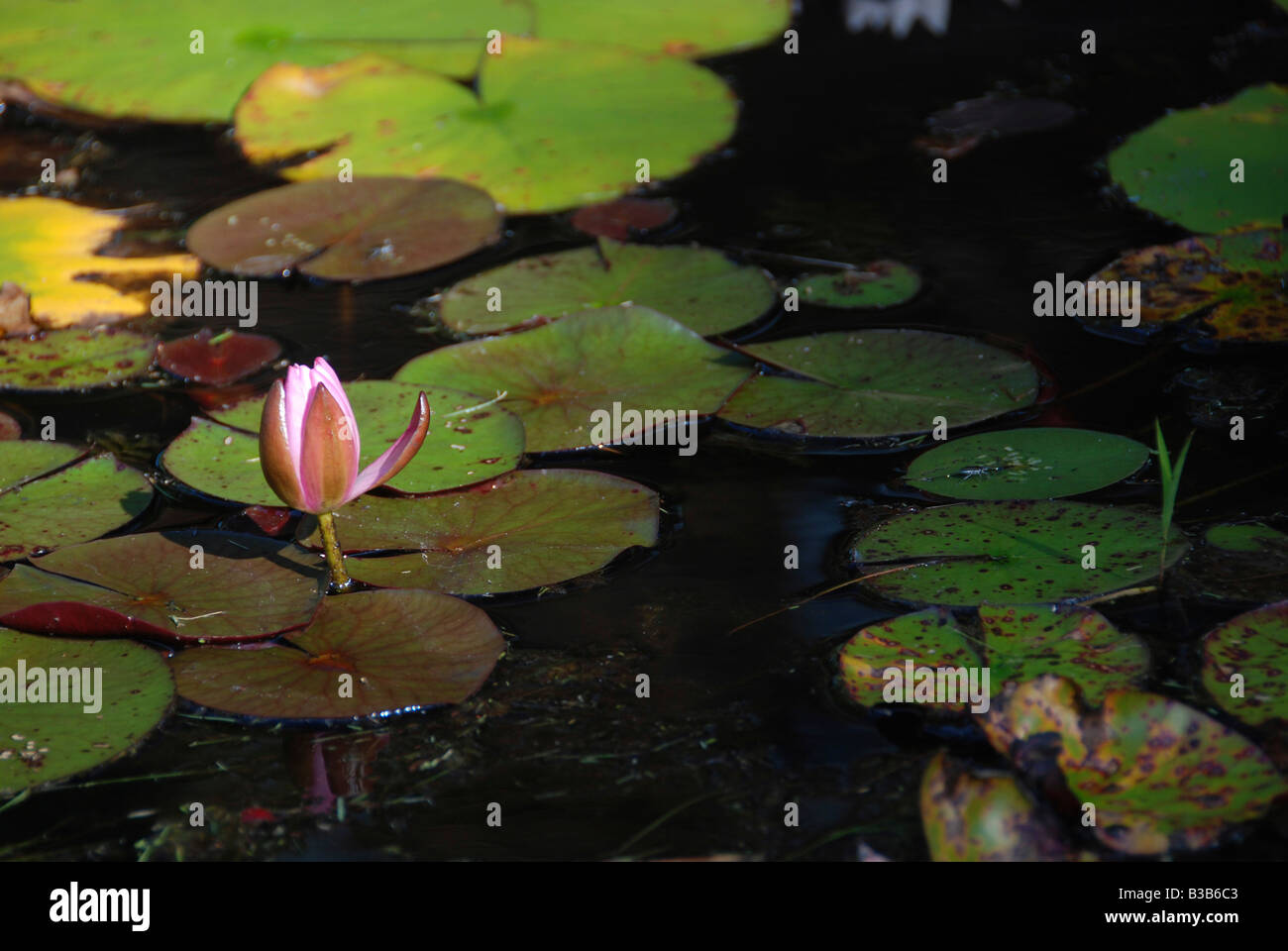 Water lily blossom Stock Photo - Alamy