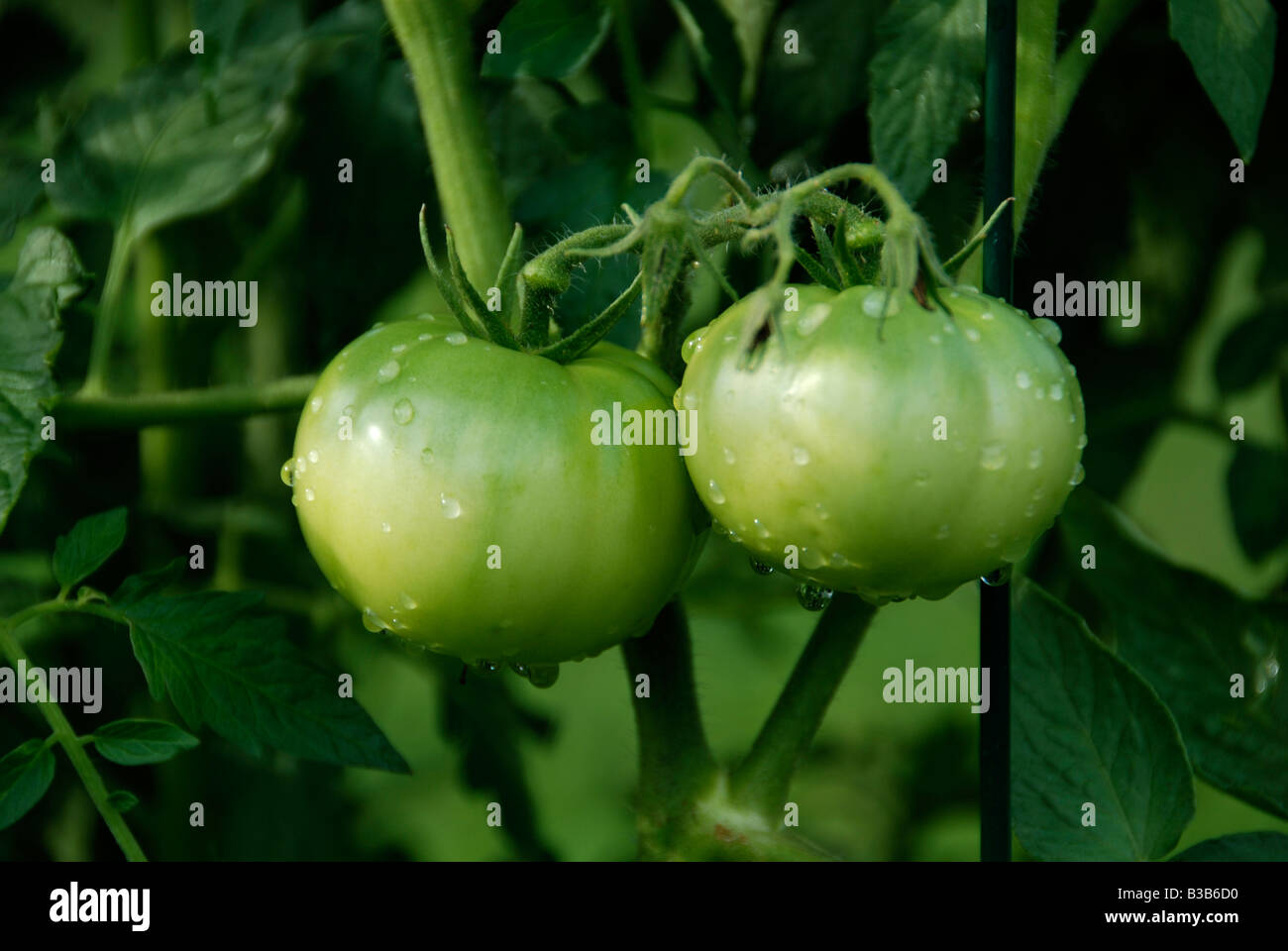 Green tomatoes growing on vine ripening Stock Photo - Alamy