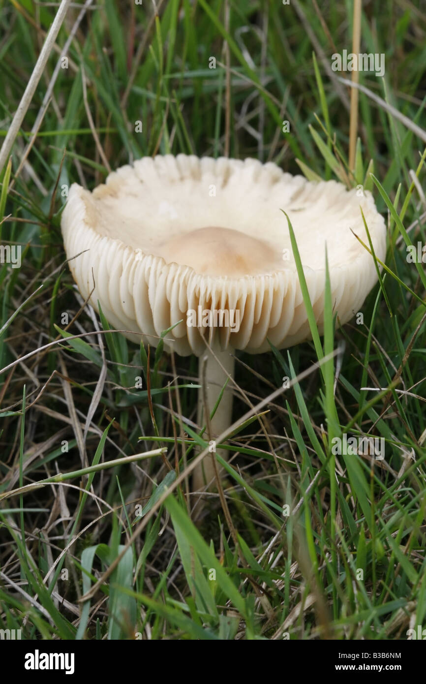 Fairy ring champignon, marasmius oreades Stock Photo Alamy