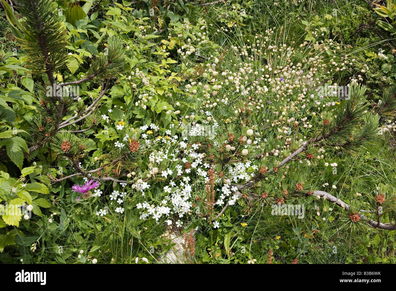 Blooming flowers in World Heritage Site Pirin National Park Bulgaria Stock Photo