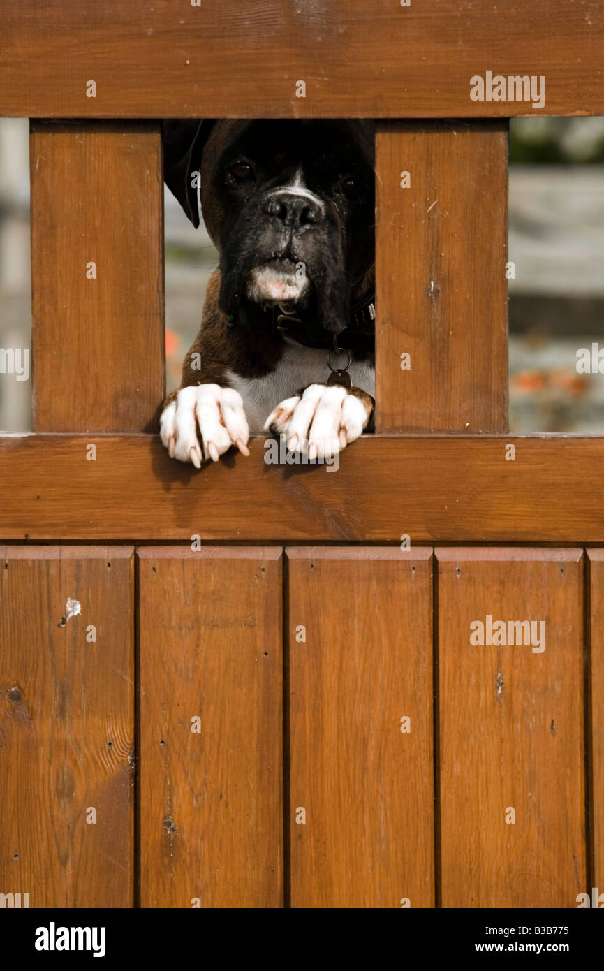 Do Boxers Use Their Front Paws