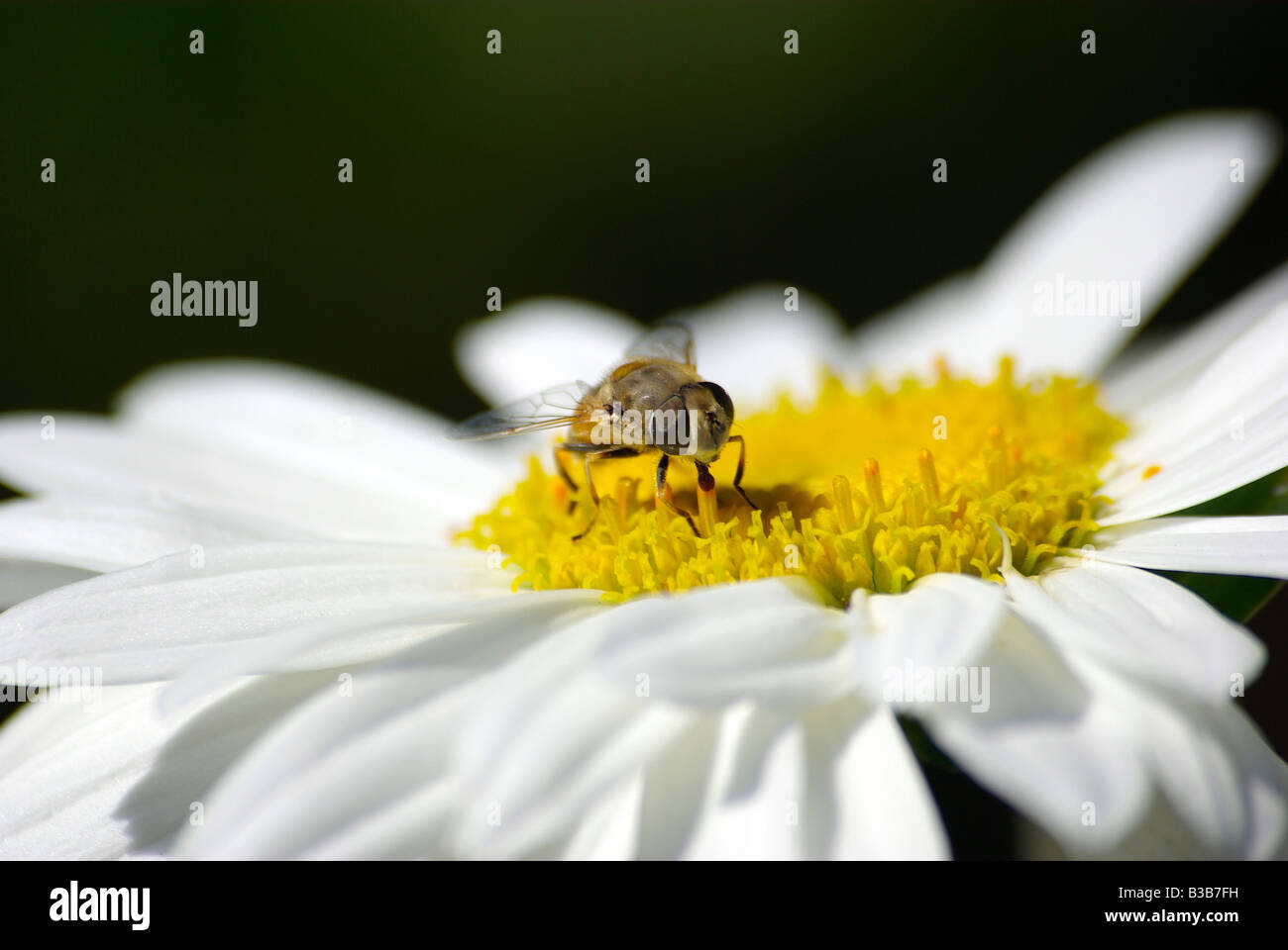 Bee on chamomile flower close up Stock Photo