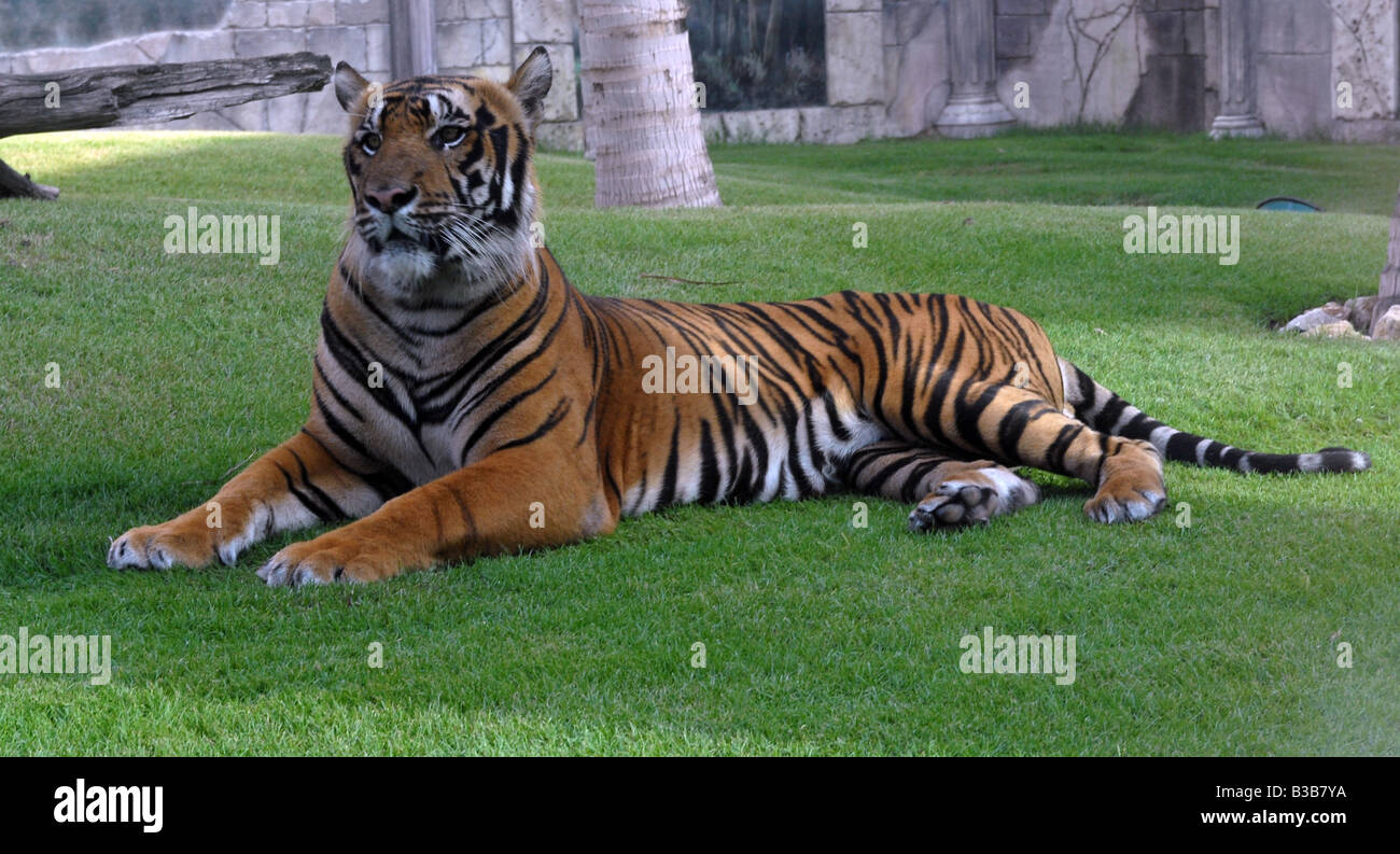 Tiger in Dubai Stock Photo Alamy