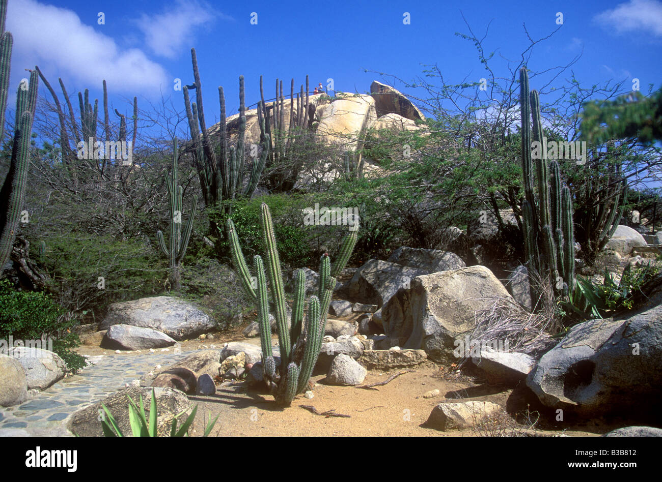 Natural park of rocks cacti a popular tourist attraction at Oranjestad ...