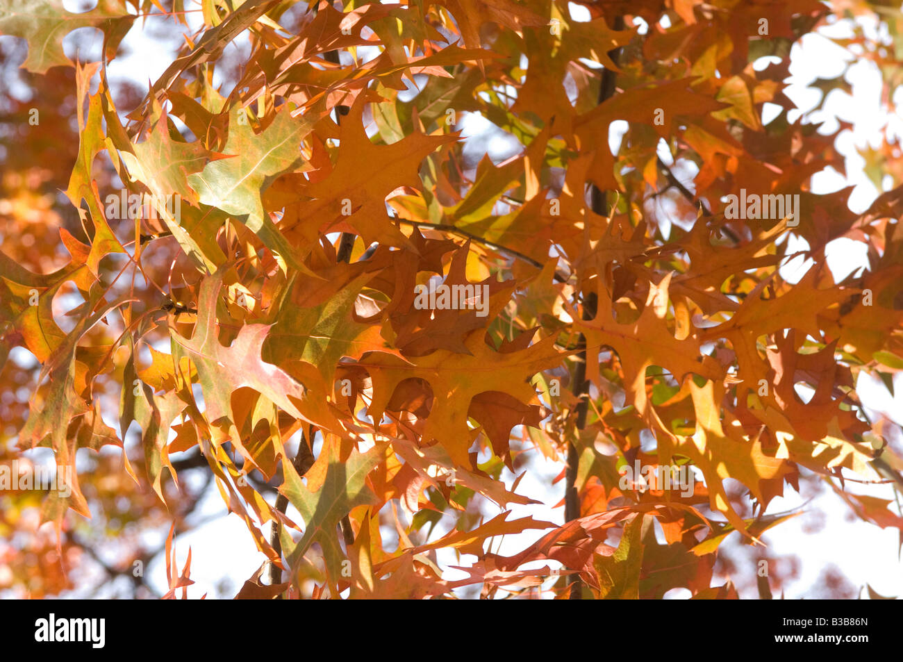 fall-leaves-changing-colors-stock-photo-alamy
