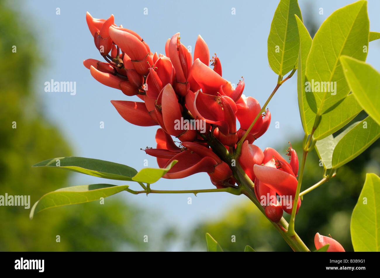 Хойя erythrina cameron island фото и описание