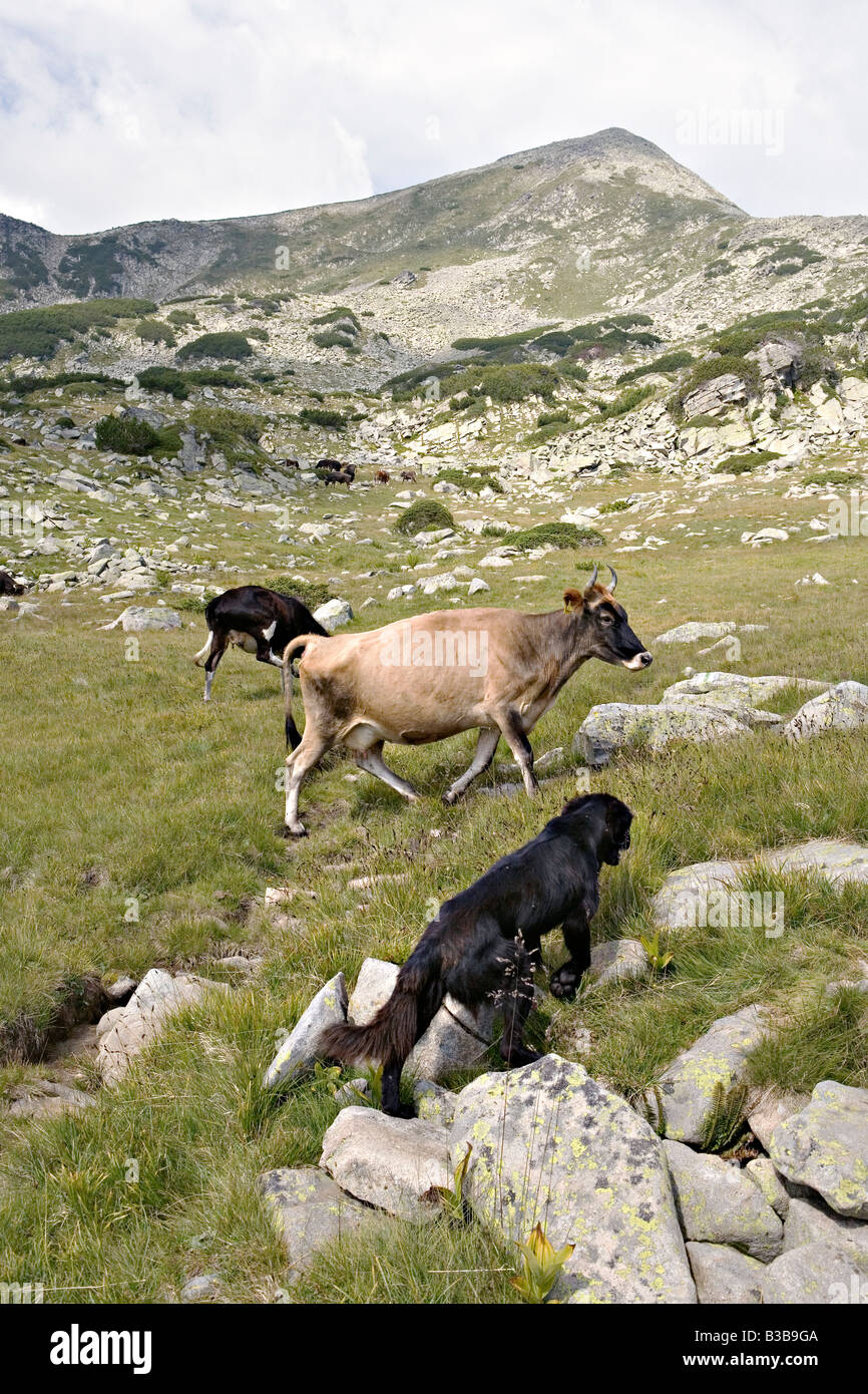 Cows grazing on mountain pasturage Vasilashki in World Heritage Site Pirin National Park Bulgaria Stock Photo