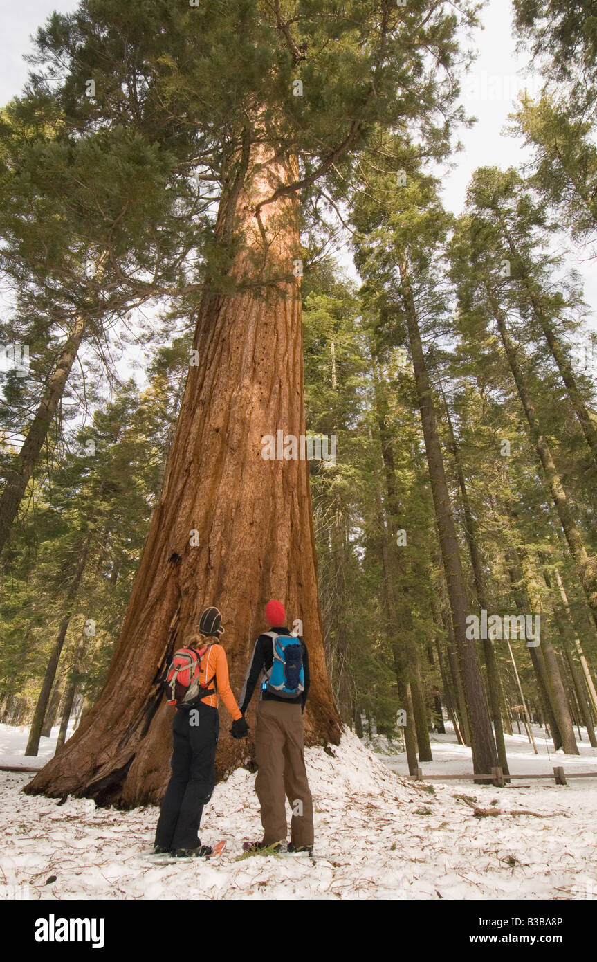 Couple Hiking in Mariposa Grove, Yosemite National Park, California, USA Stock Photo