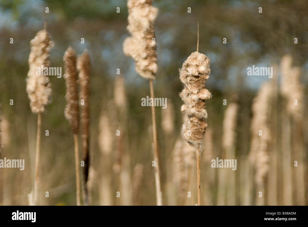 bullrush seeds in a reedbed in norfolk uk Stock Photo