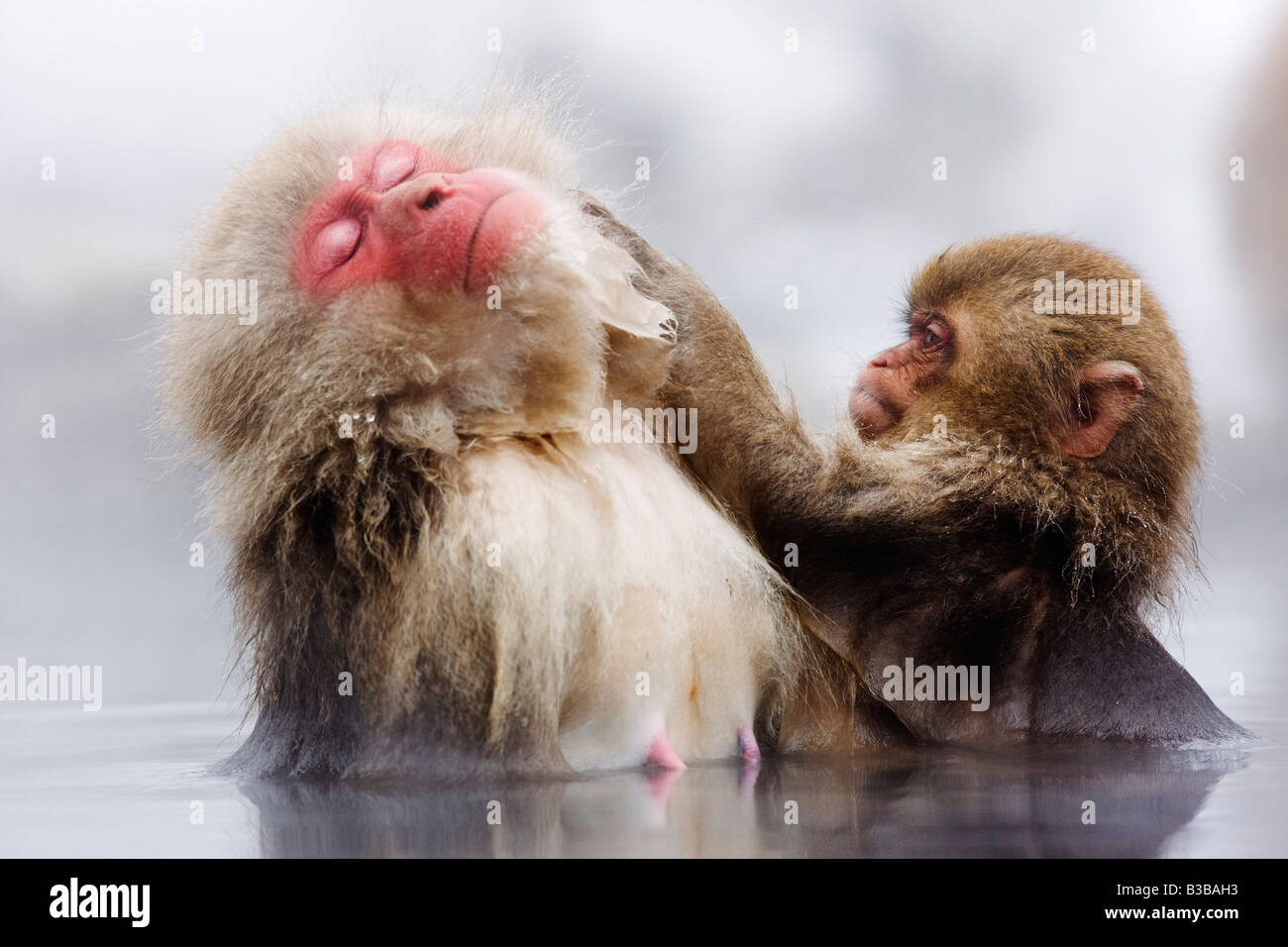 Japanese Macaques Grooming, Jigokudani Onsen, Nagano, Japan Stock Photo