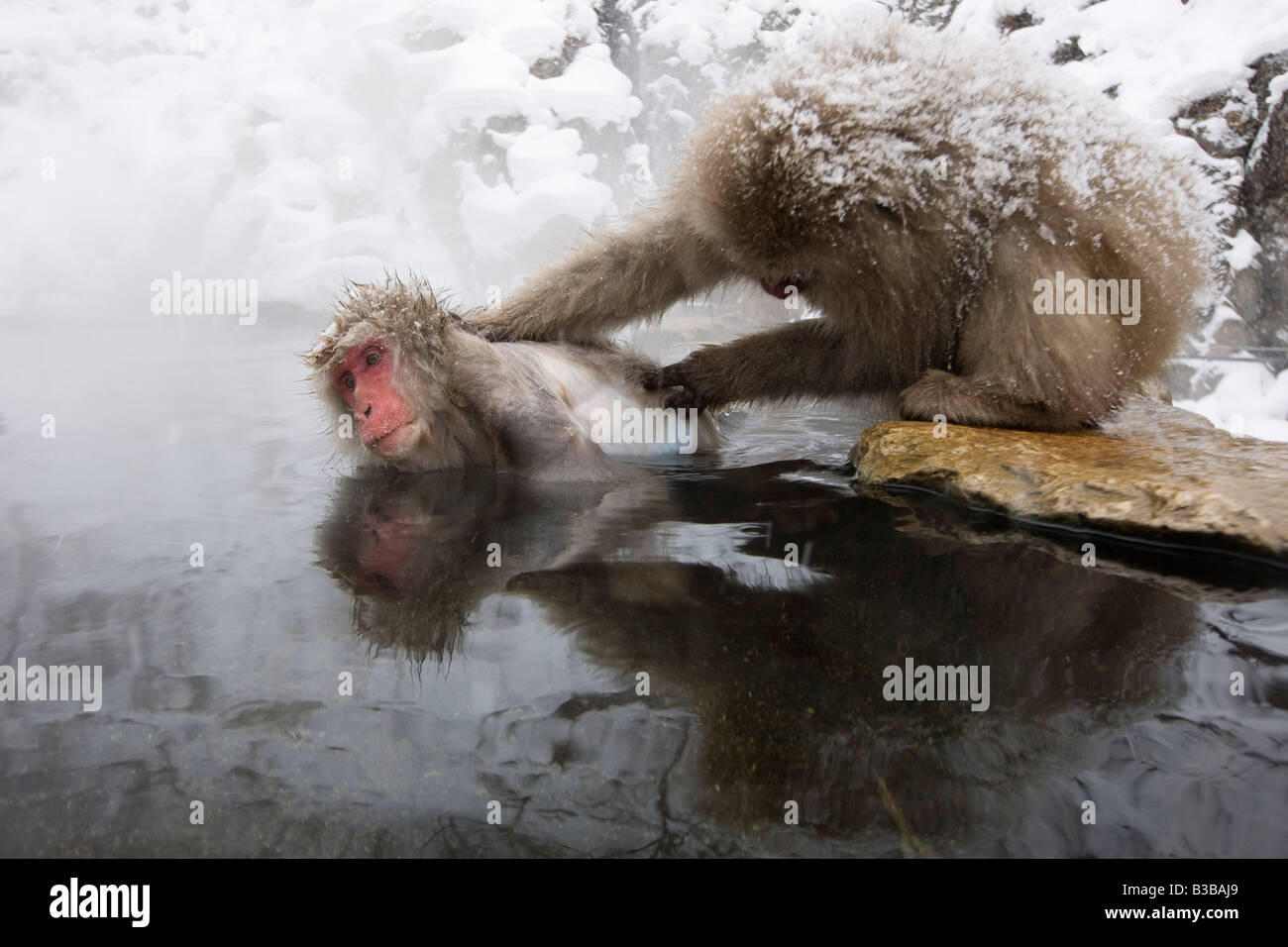 Japanese Macaques Grooming in Jigokudani Onsen, Nagano, Japan Stock Photo