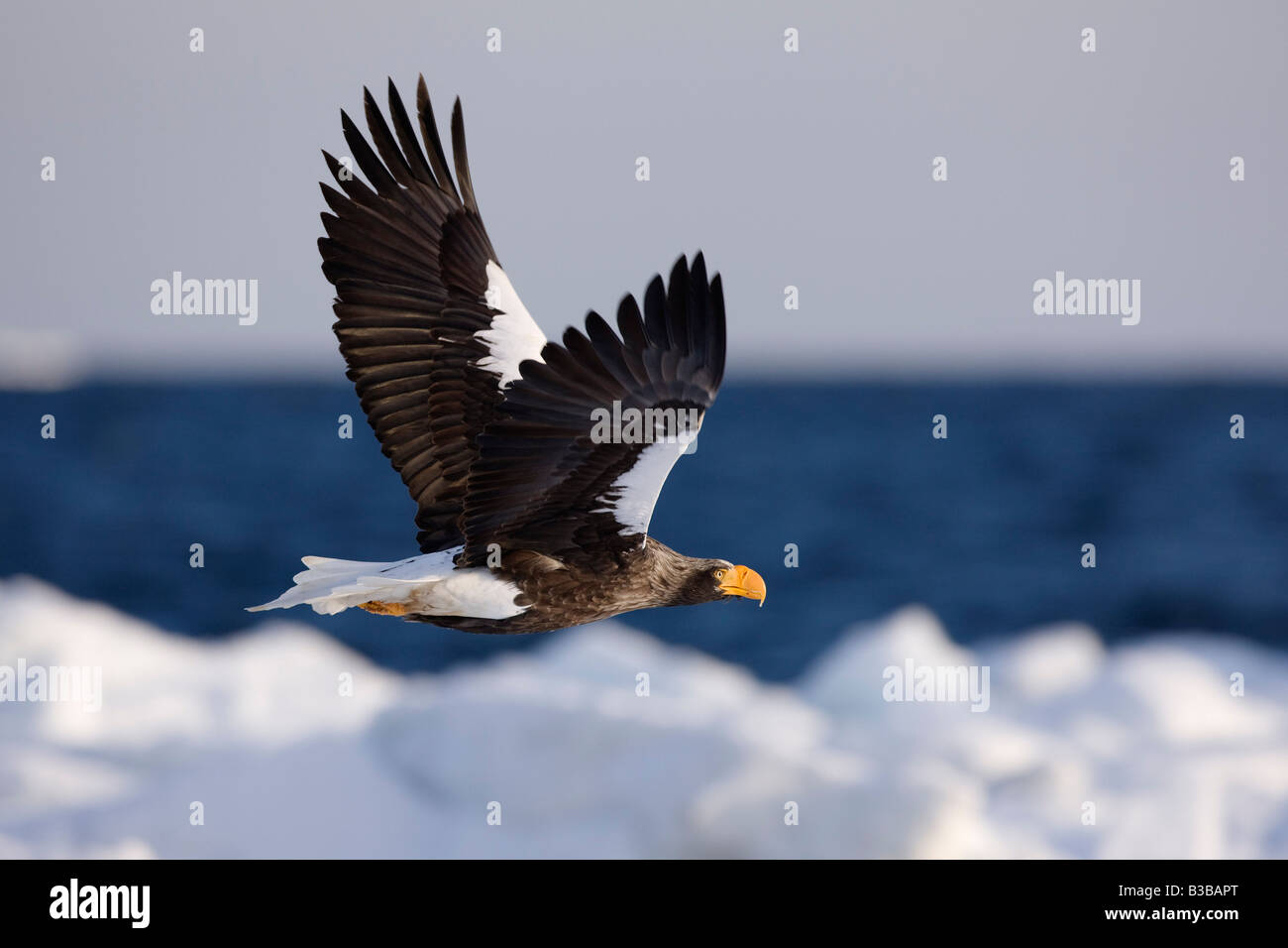 Steller's Sea Eagle Flying, Nemuro Channel, Shiretoko Peninsula, Hokkaido, Japan Stock Photo