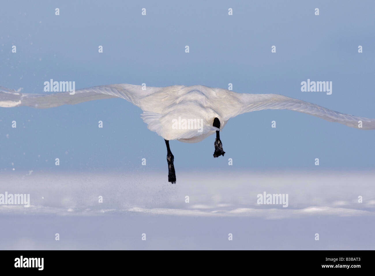 Whooper Swan in Flight, Shiretoko Peninsula, Hokkaido, Japan Stock Photo