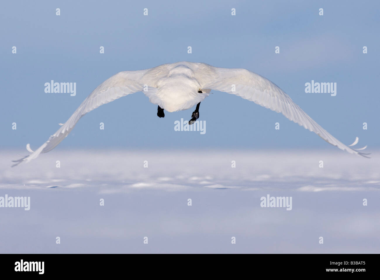 Whooper Swan in Flight, Shiretoko Peninsula, Hokkaido, Japan Stock Photo