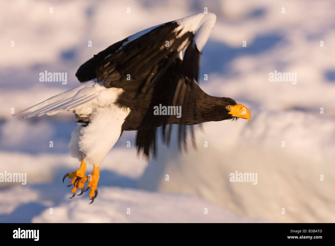 Steller's Sea Eagle in Flight, Nemuro Channel, Shiretoko Peninsula, Hokkaido, Japan Stock Photo