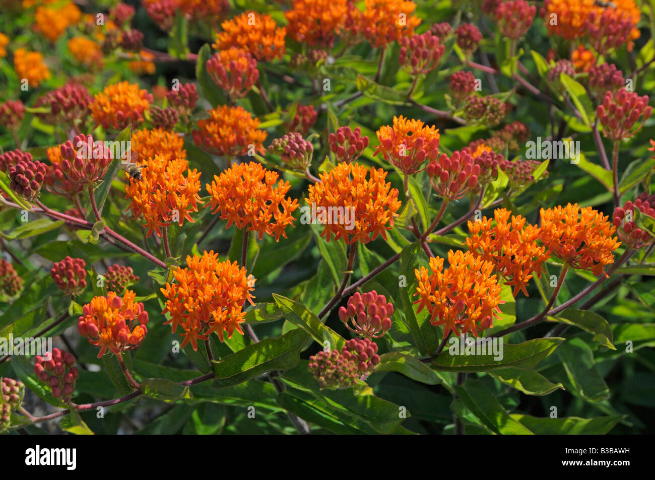 Butterfly Weed, Pleurisy Root, Butterfly Milkweed (Asclepias tuberosa), flowering Stock Photo