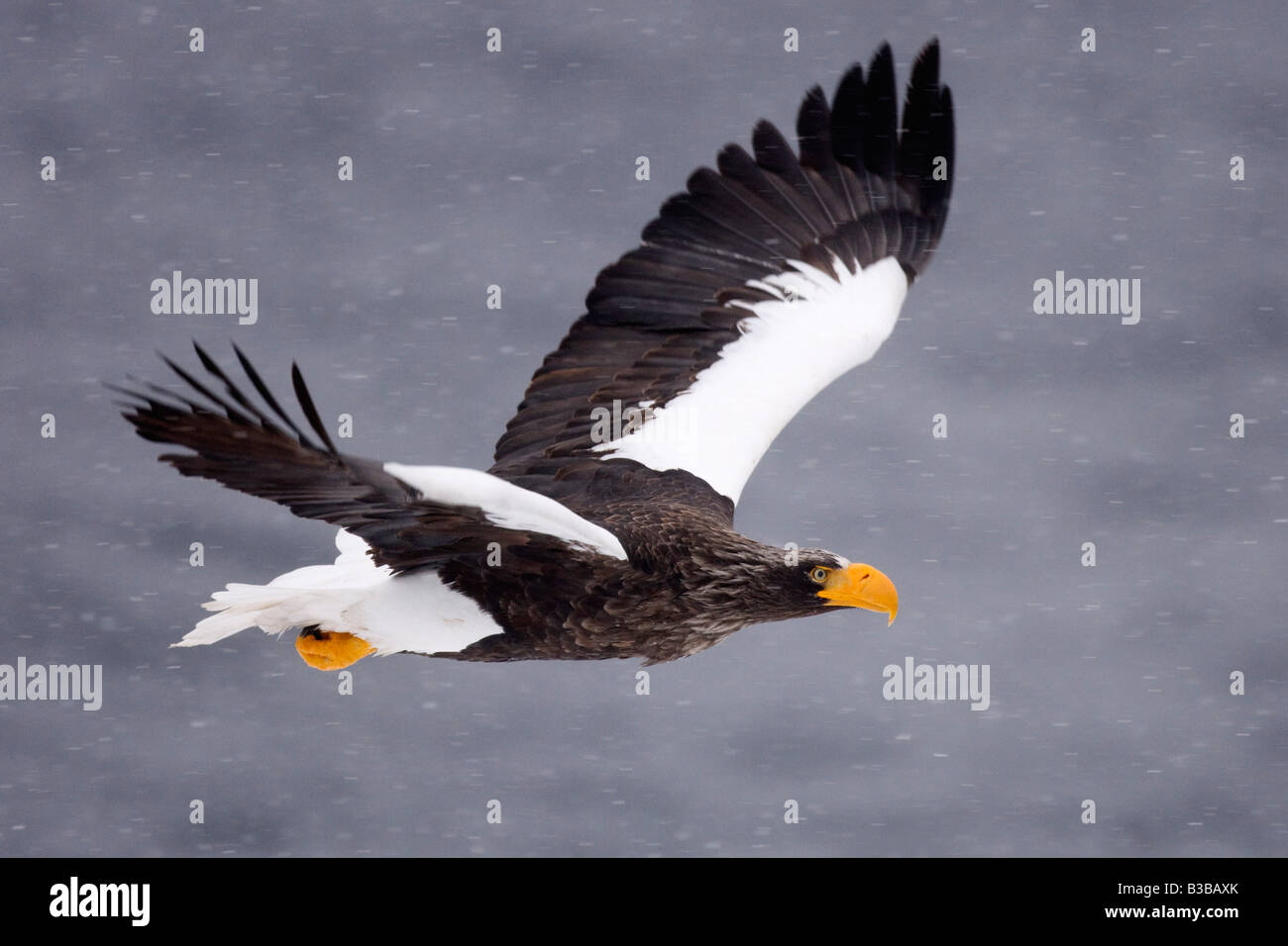 Steller's Sea Eagle in Flight, Nemuro Channel, Shiretoko Peninsula, Hokkaido, Japan Stock Photo