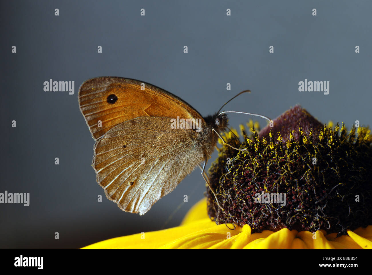 Male Maniola jurtina Meadow brown butterfly Stock Photo