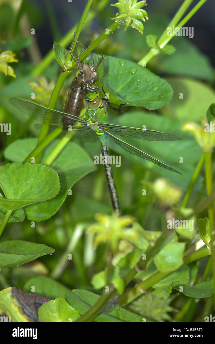 Drying insect hires stock photography and images Alamy