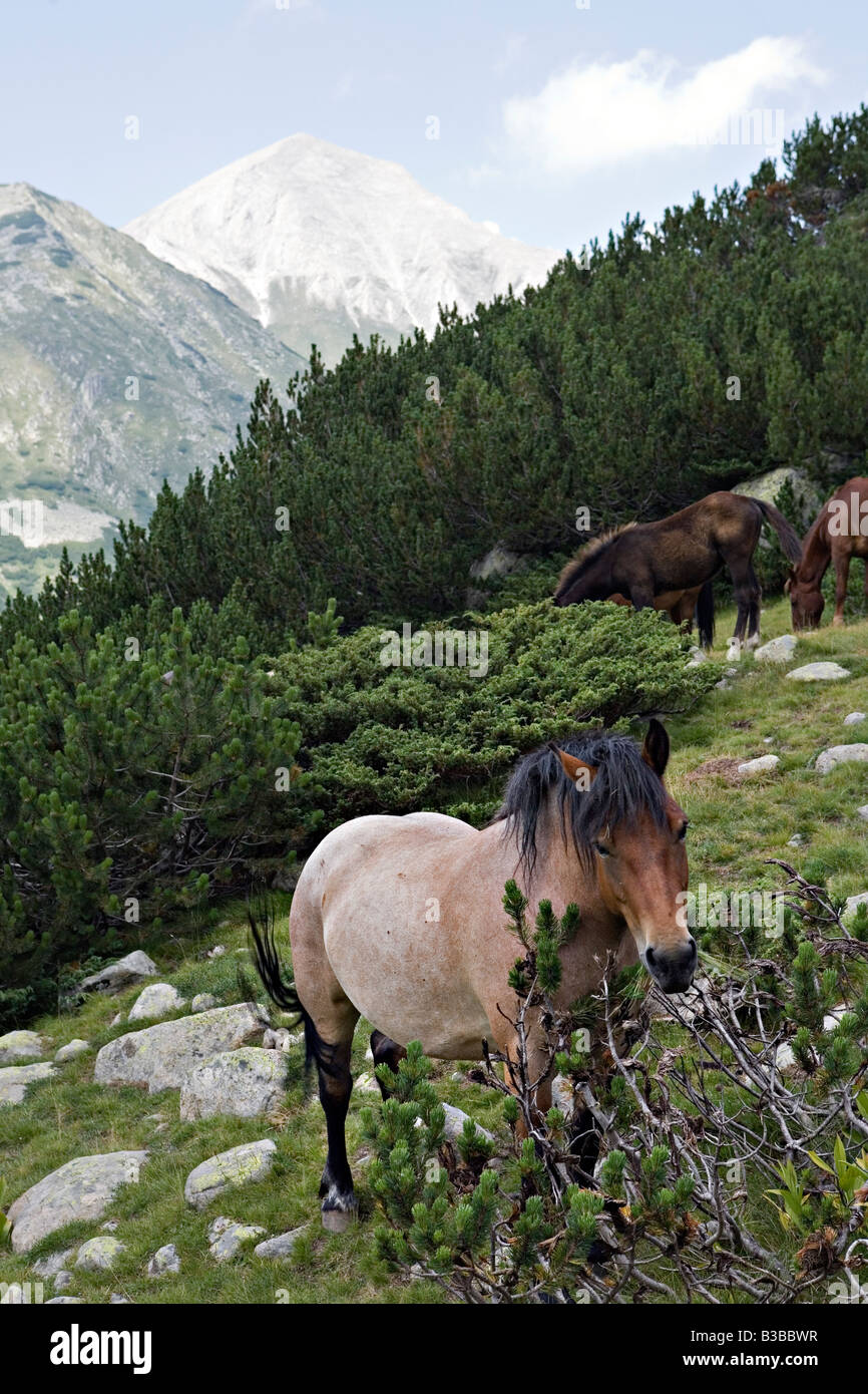 Horses grazing on mountain pasturage with majestic Vihren peak in background in World Heritage Site Pirin National Park Bulgaria Stock Photo