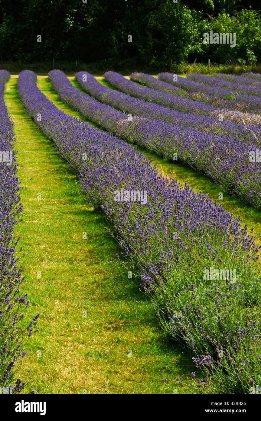 Mayfield Lavender Fields Surrey Lavandula Angustifolia Folgate English
