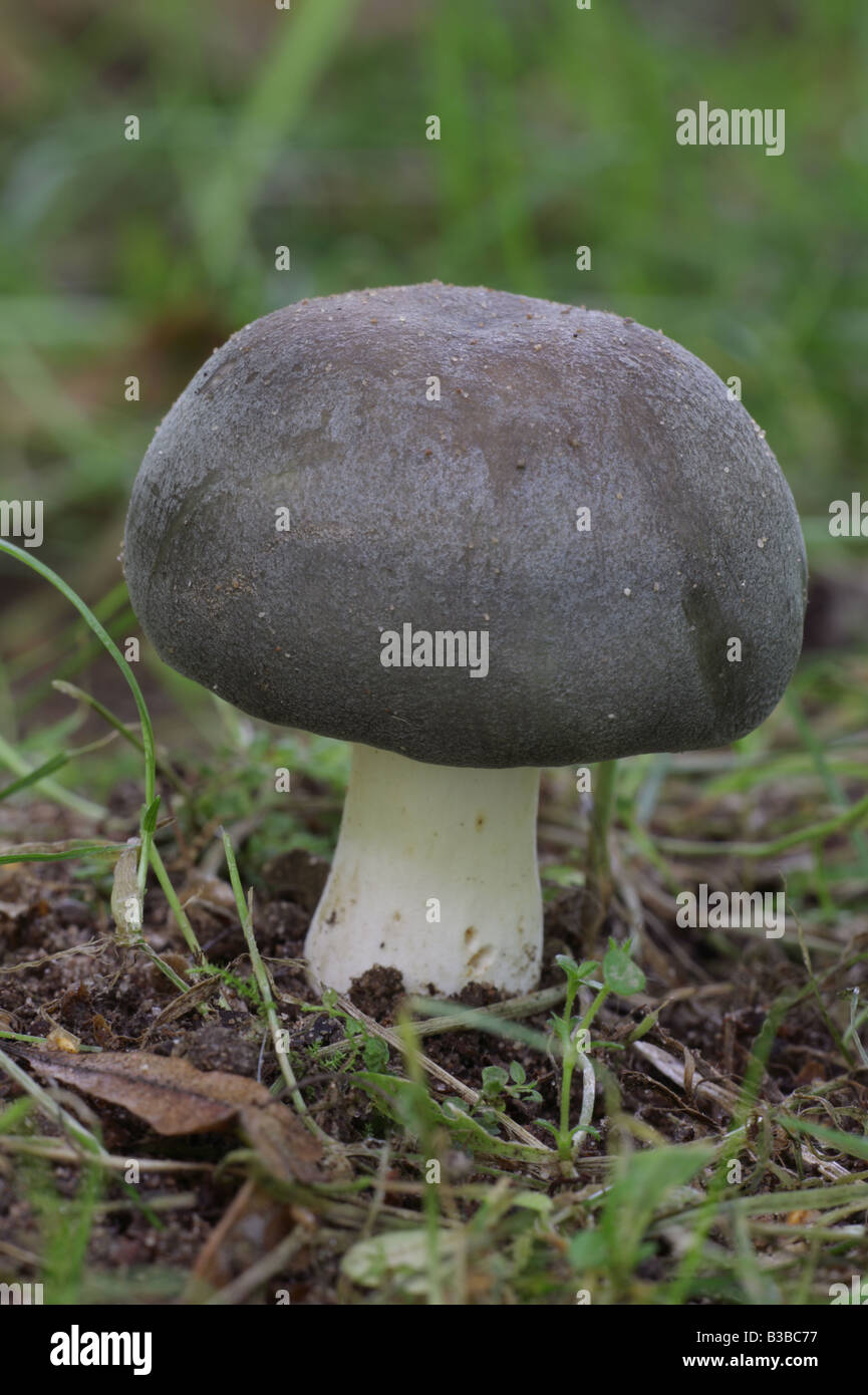 Russula cyanoxantha charcoal burner hires stock photography and images