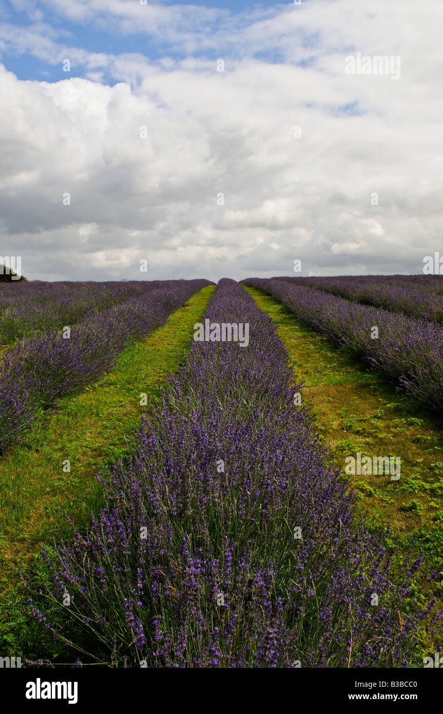 Mayfield Lavender Fields Surrey Lavandula Angustifolia Maillette English lavender Stock Photo