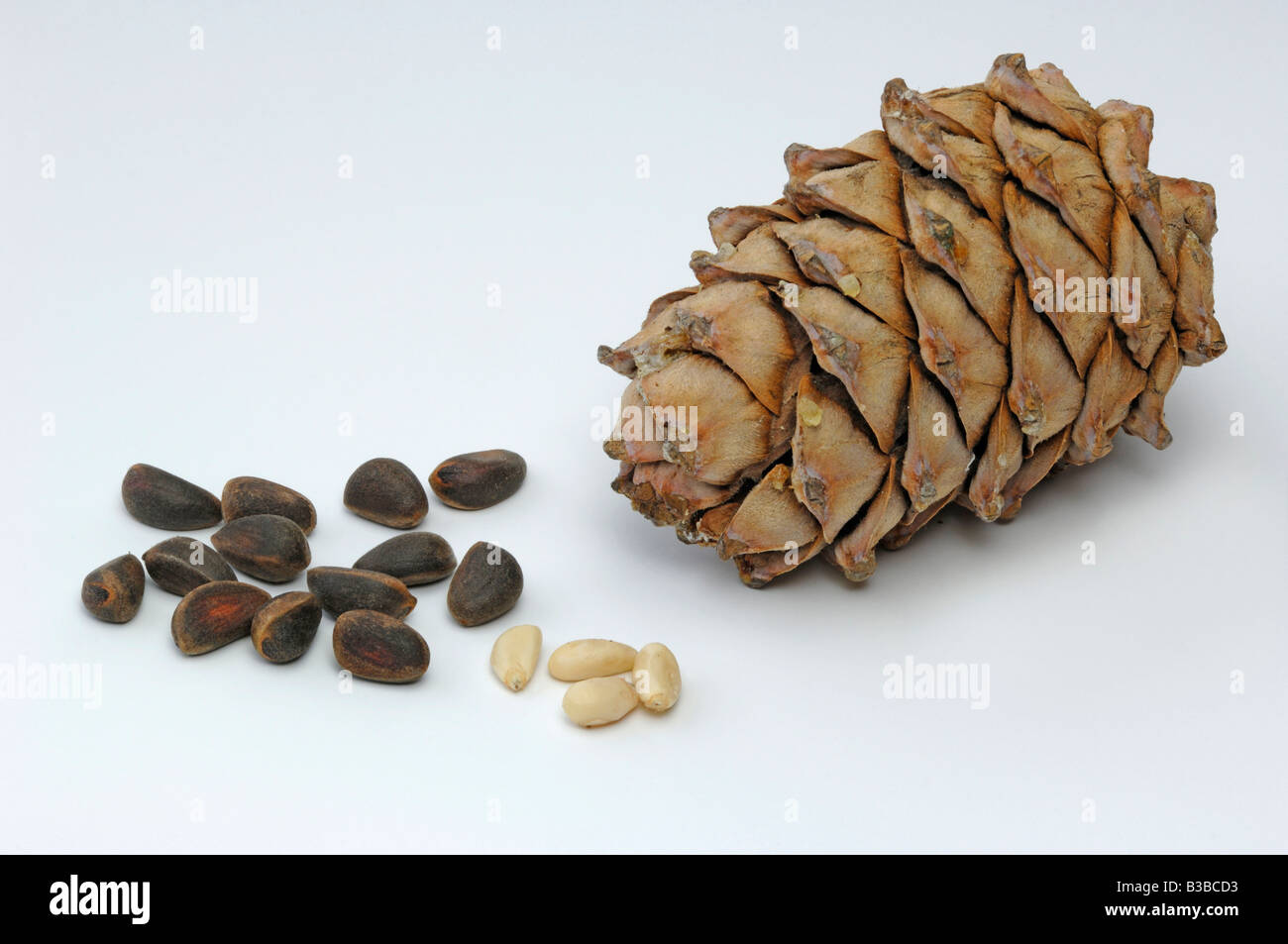 Siberian Pine, Sibirian Cedar (Cedrus sibirica, Pinus sibirica). Cone, peeled and unpeeled seeds, pine nuts, studio picture Stock Photo
