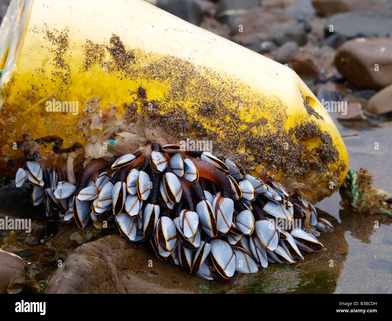 Goose Barnacles, Lepas anatifera, attached to an old float, found in the rockpools at Widemouth Bay beach, after being washed up Stock Photo