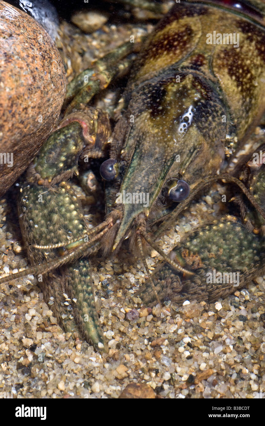 American River Crayfish Orconectes limosus Stock Photo