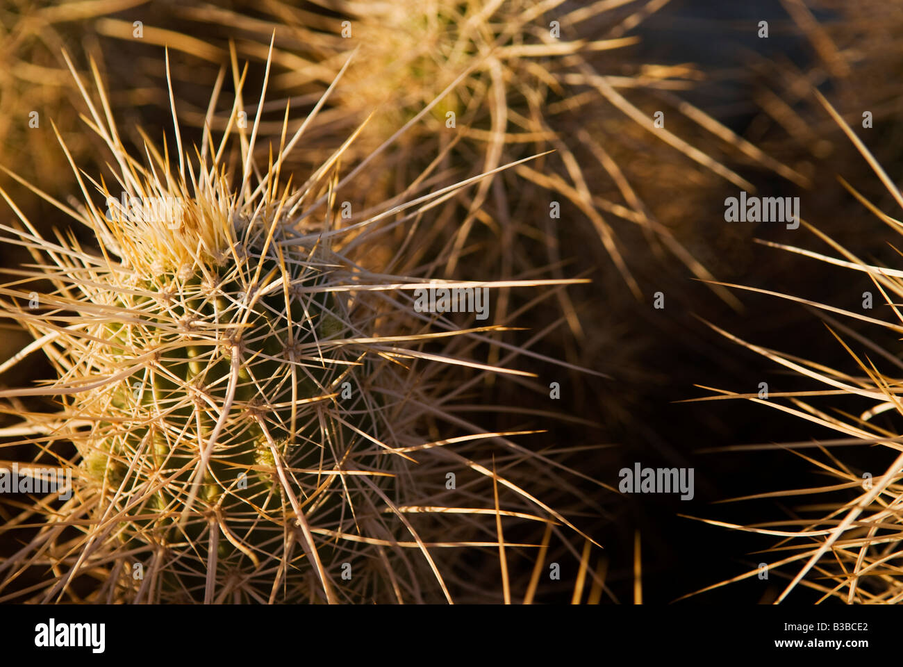 Detail of the thorn covered teddy bear cholla (Cylindropuntia bigelovii) cactus in desert of northern Baja California, Mexico Stock Photo