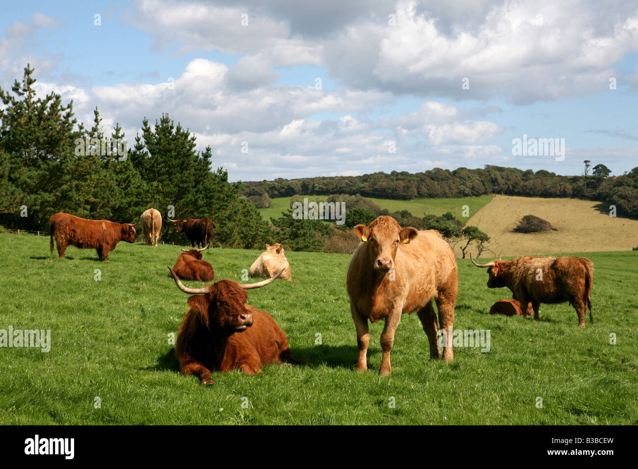 Beef cattle, Caerhays Estate, Cornwall, UK Stock Photo