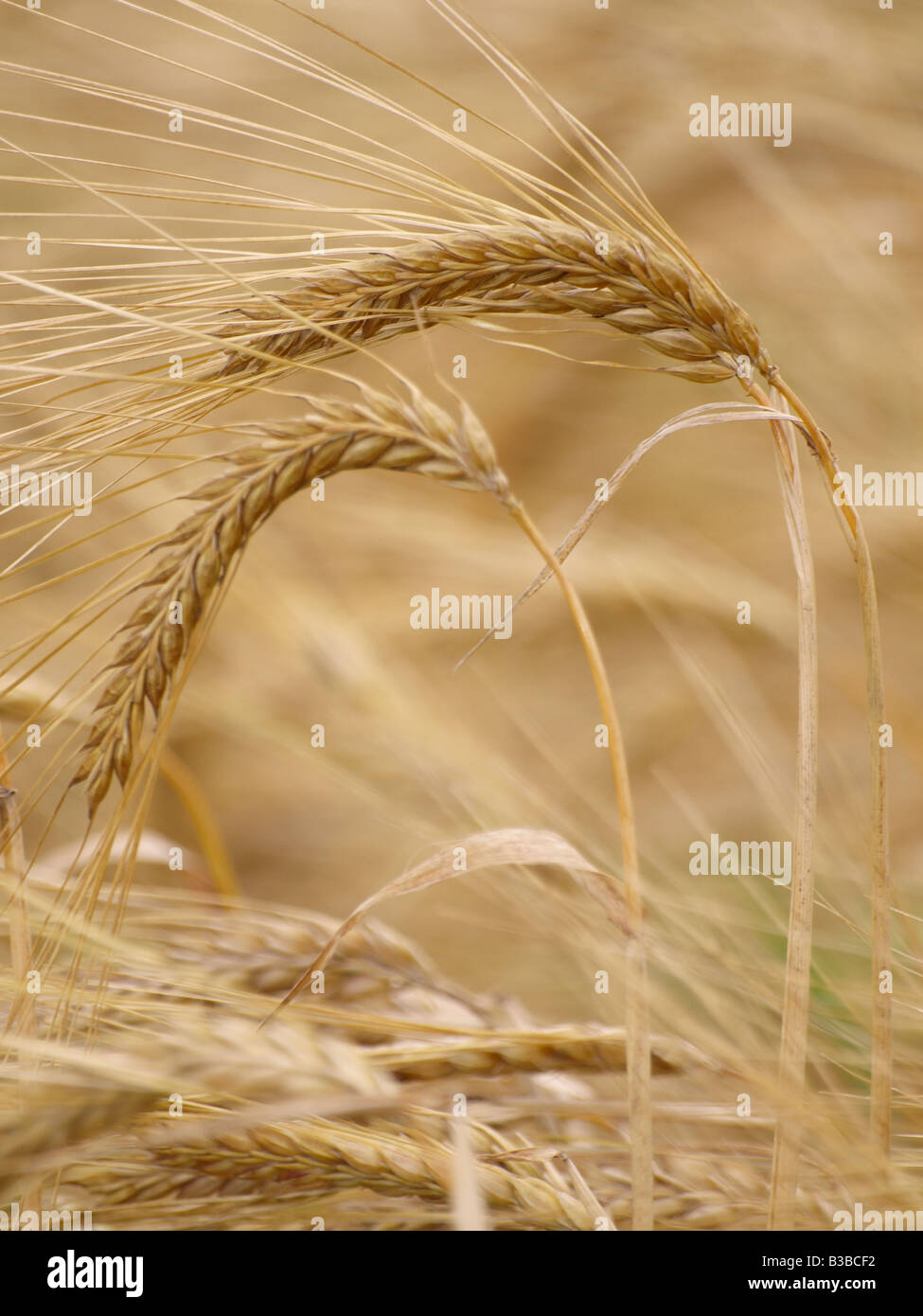 Two Ears of wheat. Stock Photo