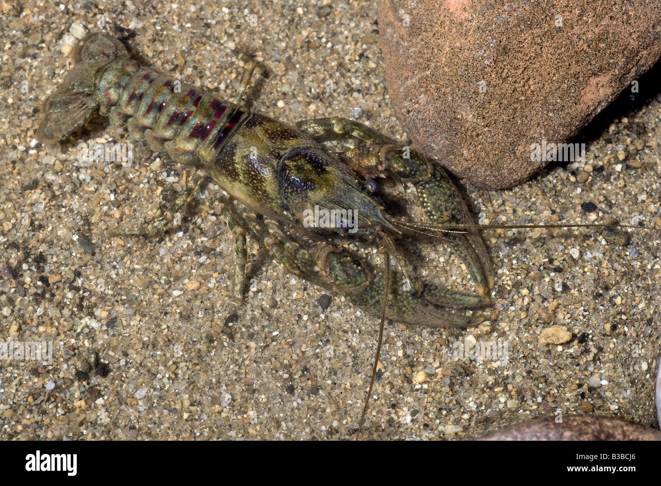 American River Crayfish Orconectes limosus Stock Photo