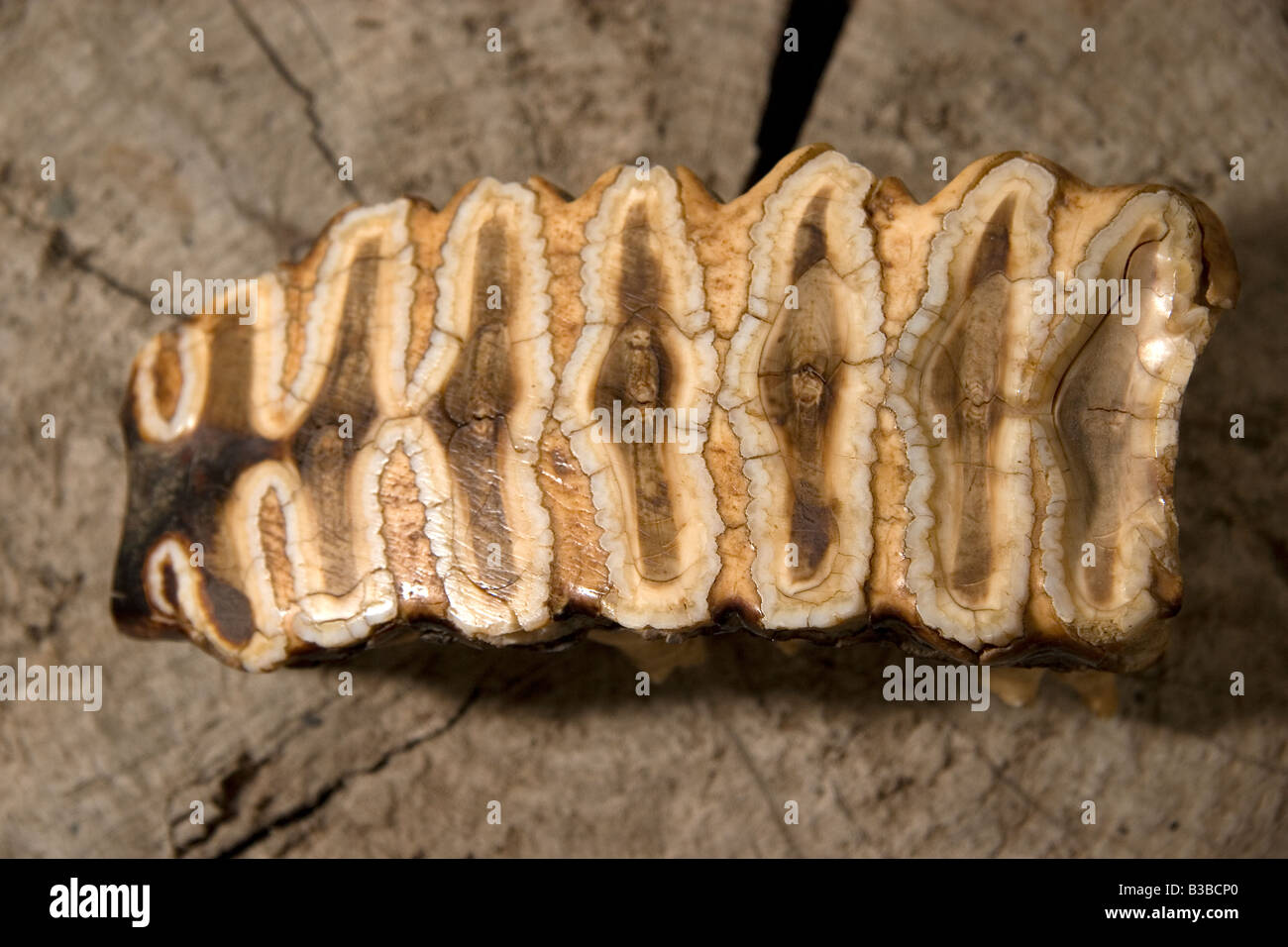 Elephants tooth Loxodonta africana Stock Photo Alamy