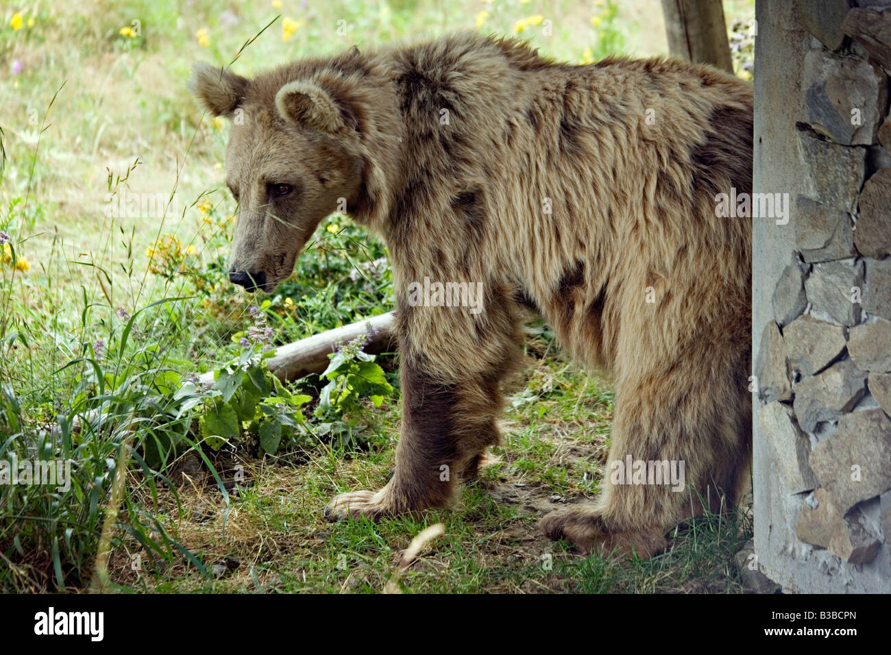 Muscle bears hi-res stock photography and images - Alamy