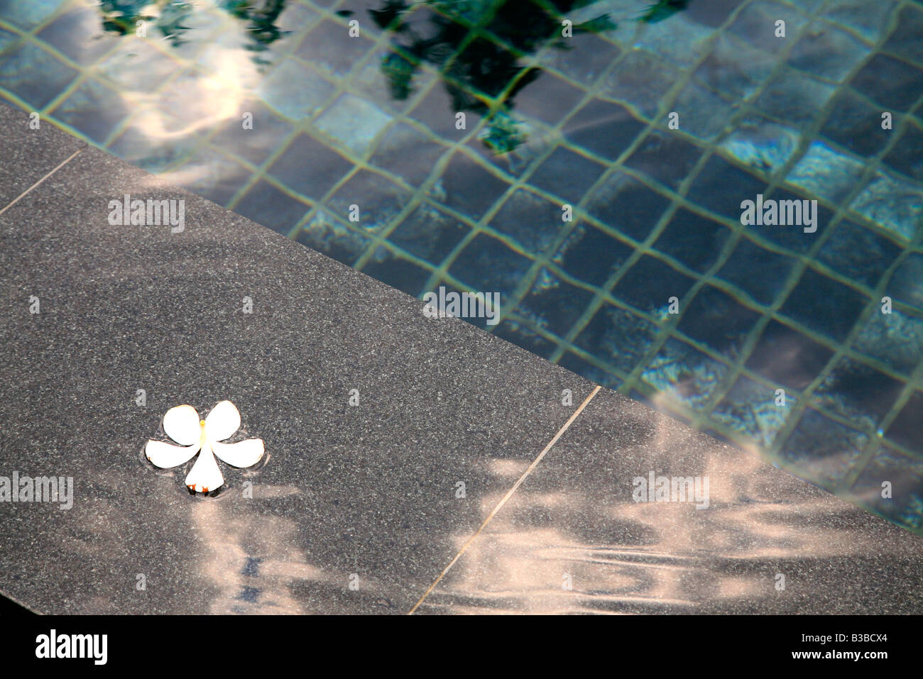 Single white flower floating in spa pool Stock Photo