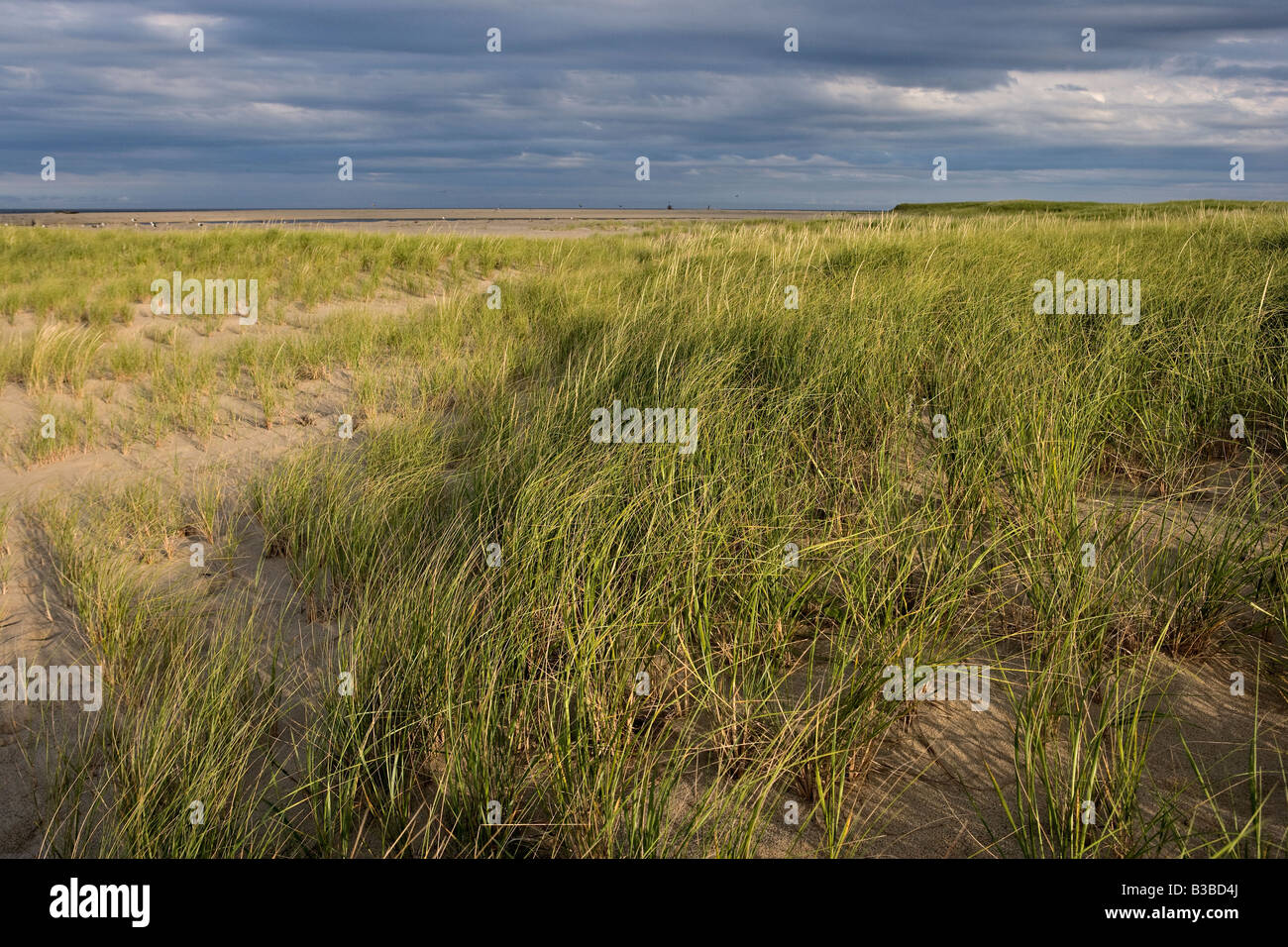 Coastal Grasses Chatham Beach Cape Cod Massachusetts Stock Photo