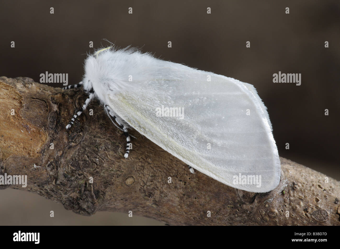 White Satin Moth - Leucoma salicis Stock Photo
