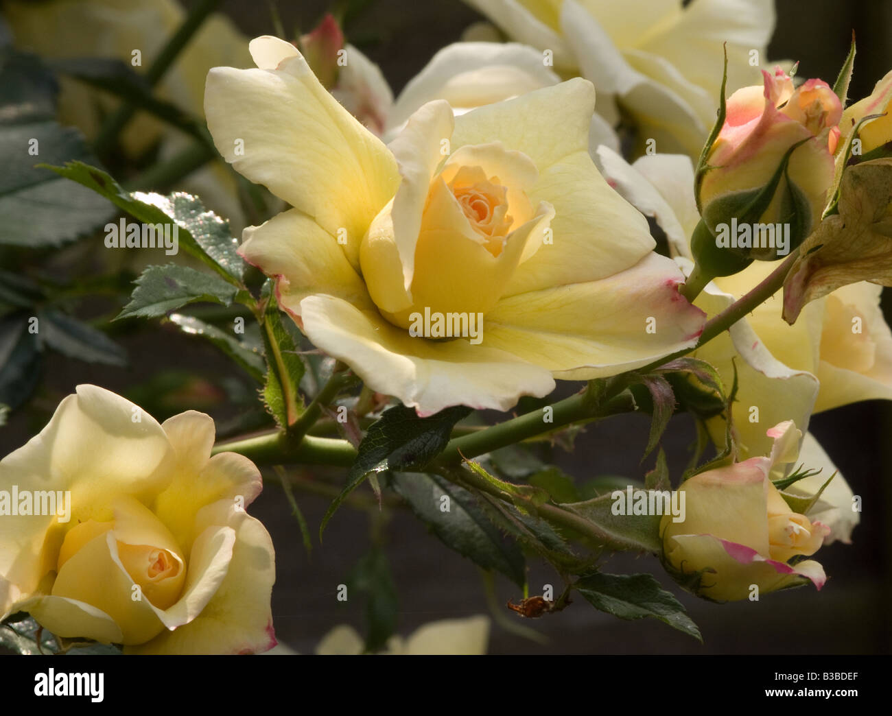 Yellow climbing rose hi-res stock photography and images - Alamy