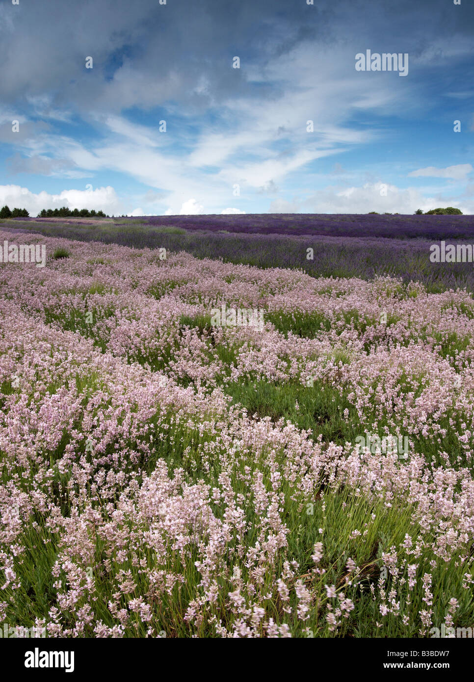 Different types of lavender at Snowshill Lavender Farm Gloucestershire England UK Stock Photo