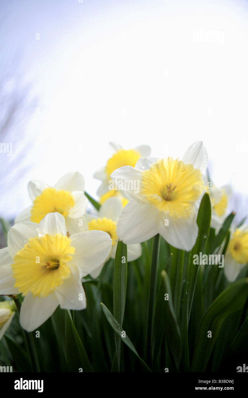 LARGE CUPPED DAFFODIL NARCISSUS CARLTON IN SPRING IN NORTHERN ILLINOIS Stock Photo