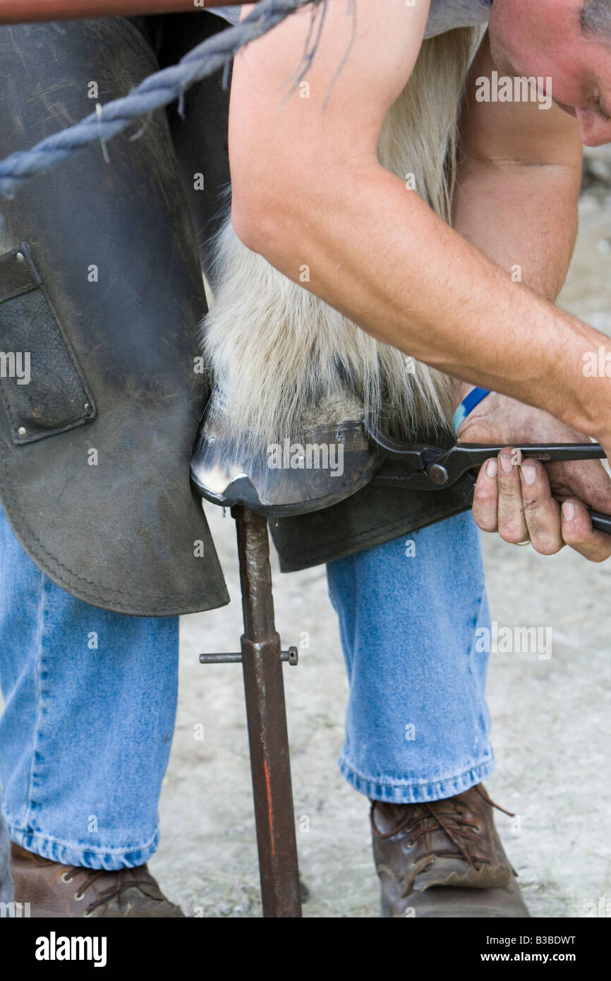 Farrier fitting a horse shoe Stock Photo Alamy