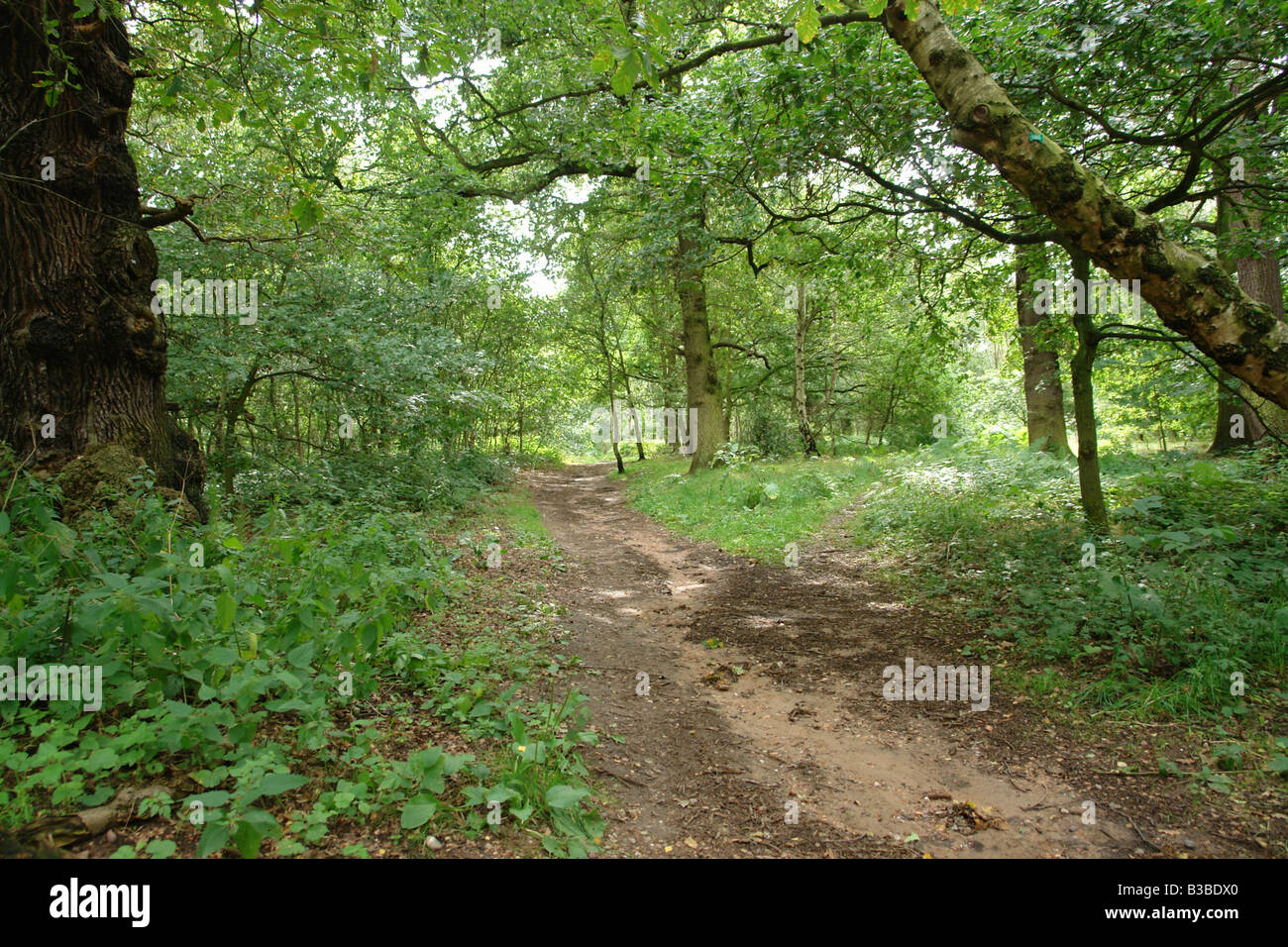Sherwood Forest Country Park Edwinstowe Mansfield Nottinghamshire