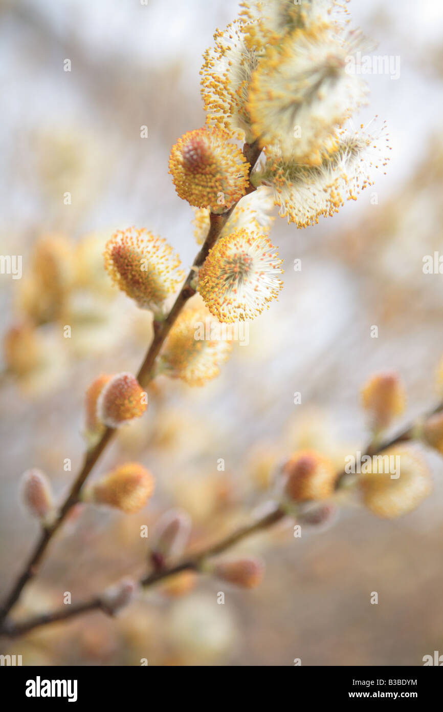 FLOWERING WILLOW SALIX BICOLOR BRANCH IN EARLY SPRING IN NORTHERN ILLINOIS USA Stock Photo