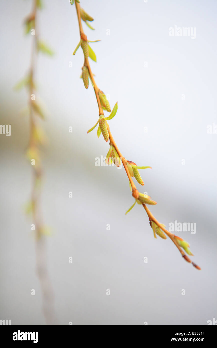 WHITE WILLOW SALIX ALBA TRISITS CATKINS ON A NEW BRANCH IN SPRINTIME IN NORTHERN ILLINOIS USA Stock Photo