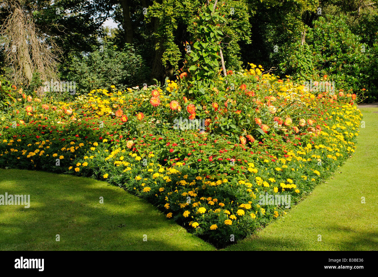 Flowerbed with dahlias Stock Photo