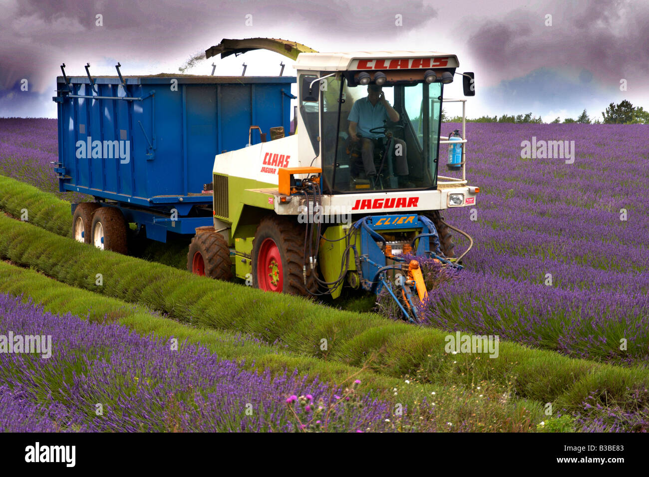 Lavender harvesting at Snowshill Lavender Farm, Gloucestershire,England UK Stock Photo
